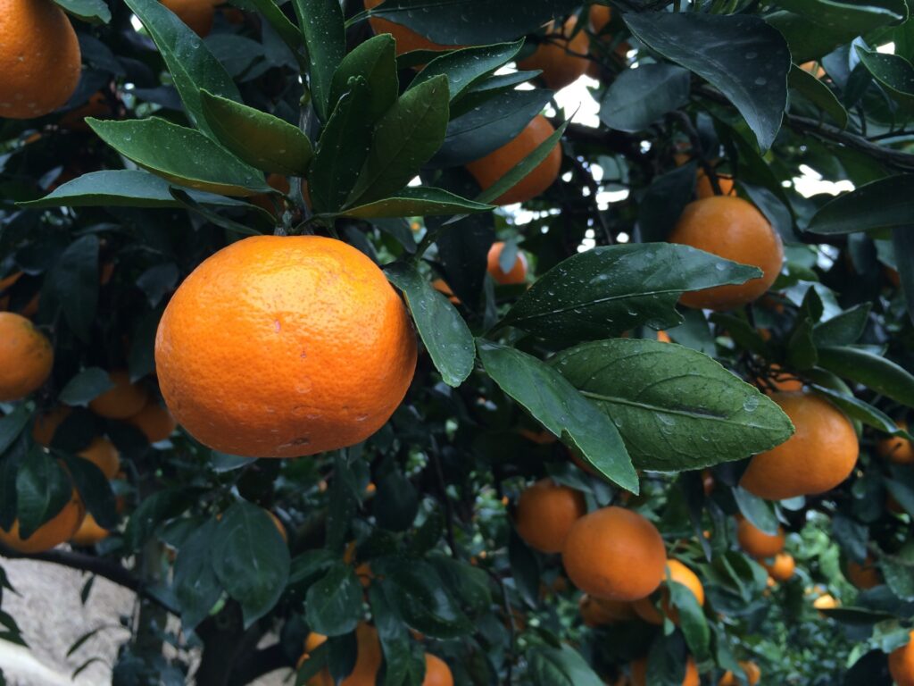 愛媛県のおすすめSEO・LLMO対策コンサル会社を比較!