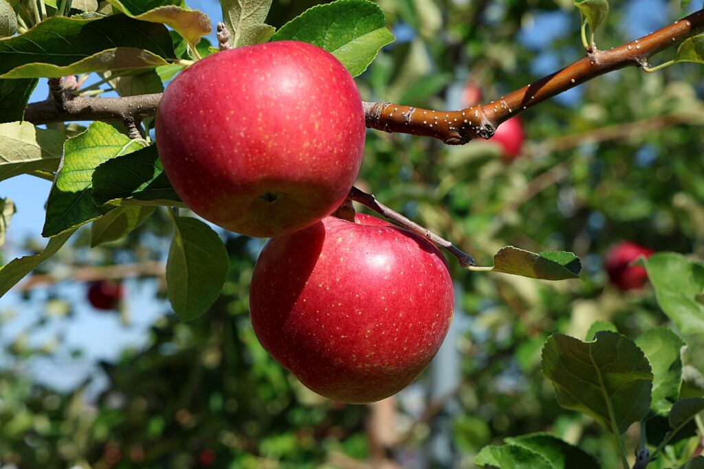 青森県のおすすめSEO・LLMO対策コンサル会社を比較！