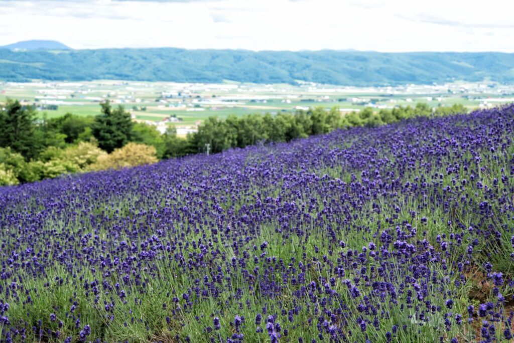 北海道のおすすめSEO・LLMO対策コンサル会社を比較!